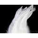 Plumes de Schlappen blanc