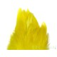 Plumes de Schlappen jaune