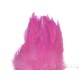 Plumes de Schlappen rose