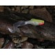 Shad Tail Orka 10 cm 4 gr coloris WY