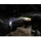 Shad Tail Orka 15 cm 8 gr coloris WY