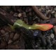 Shad Tail Orka 21 cm 25 gr coloris YR