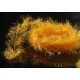 Palmer chenille A. Jensen coloris Tan