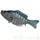 Segment Shad 4'' (10cm ) / 20gr / sinking color 559 Blue Shad