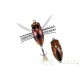 Cigale Duo REALIS KOSHINMUSHI CCC3219 Beetle