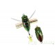 Duo REALIS SHINMUSHI (Cigale) CCC3218 Kinkame