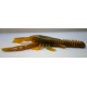 Ecrevisse Craw RDB 3'' 7cm Natural Yellow side