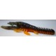 Ecrevisse Craw RDB 3'' 7cm Yellow Green side