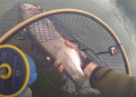 Week-end de pêche à la mouche en réservoir